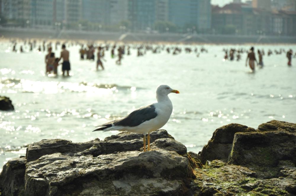 Gijon 2014