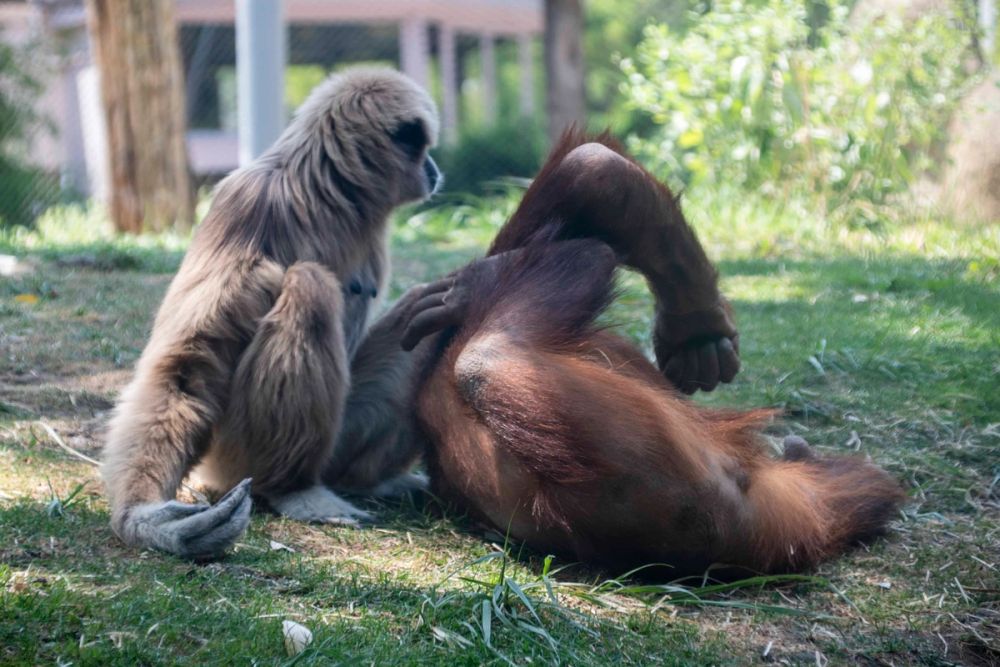 Zoo 29-07-2026
