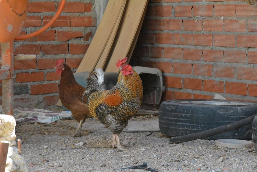 Gallinas de corral 