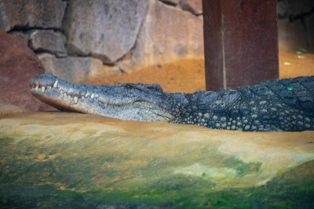 Faunia 03-08-2024
