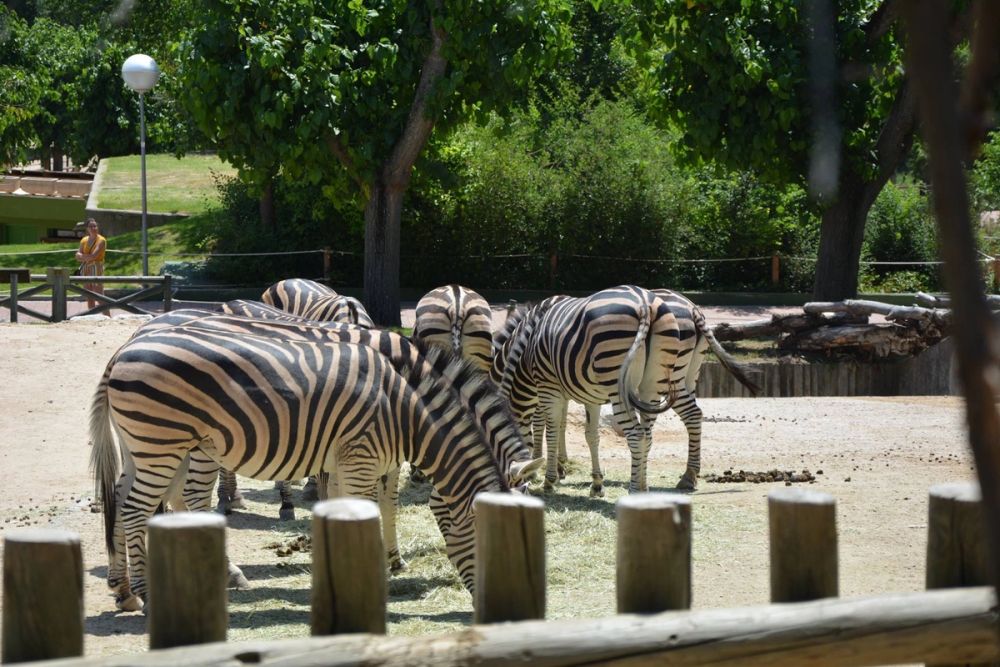 zoo 07-07-2018