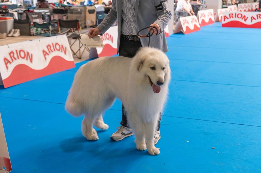 Perretes de la Exposicion canina (ciudad real) 01-06-2024