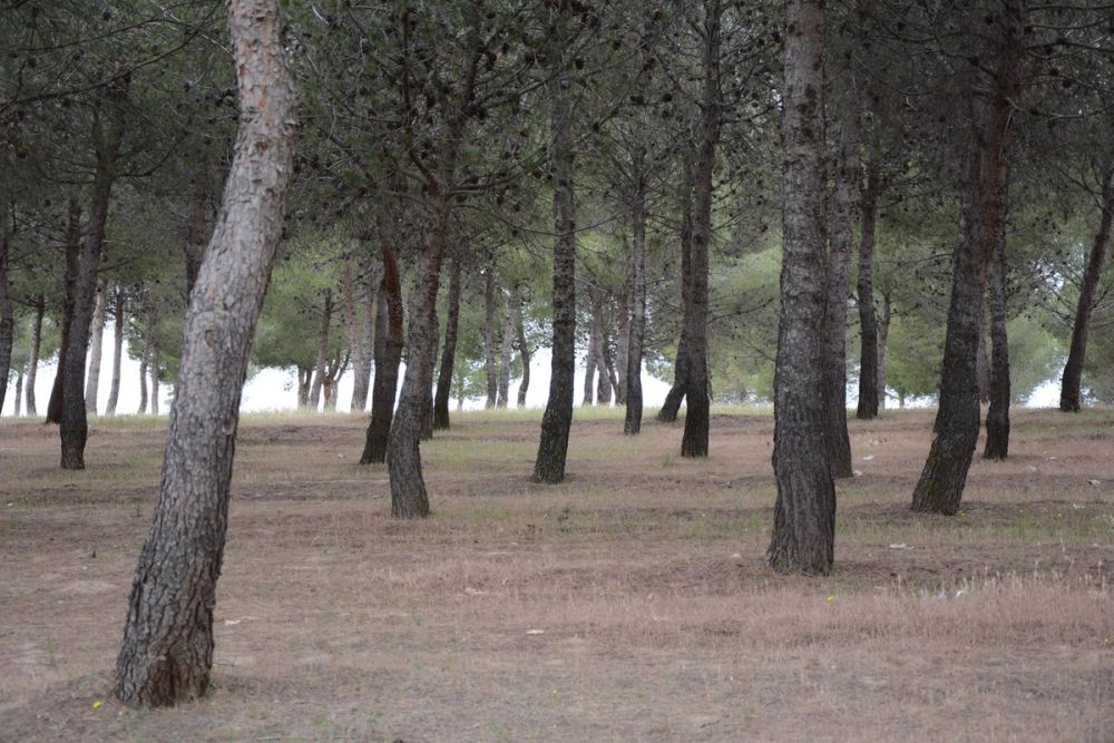 Naturaleza Parque polvoranca (Leganes) 10-06-2019