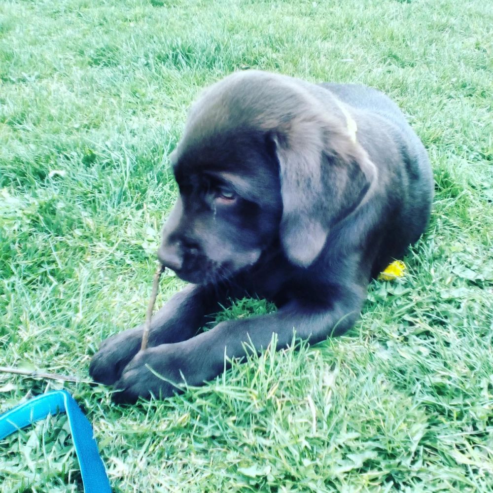 baby Conan