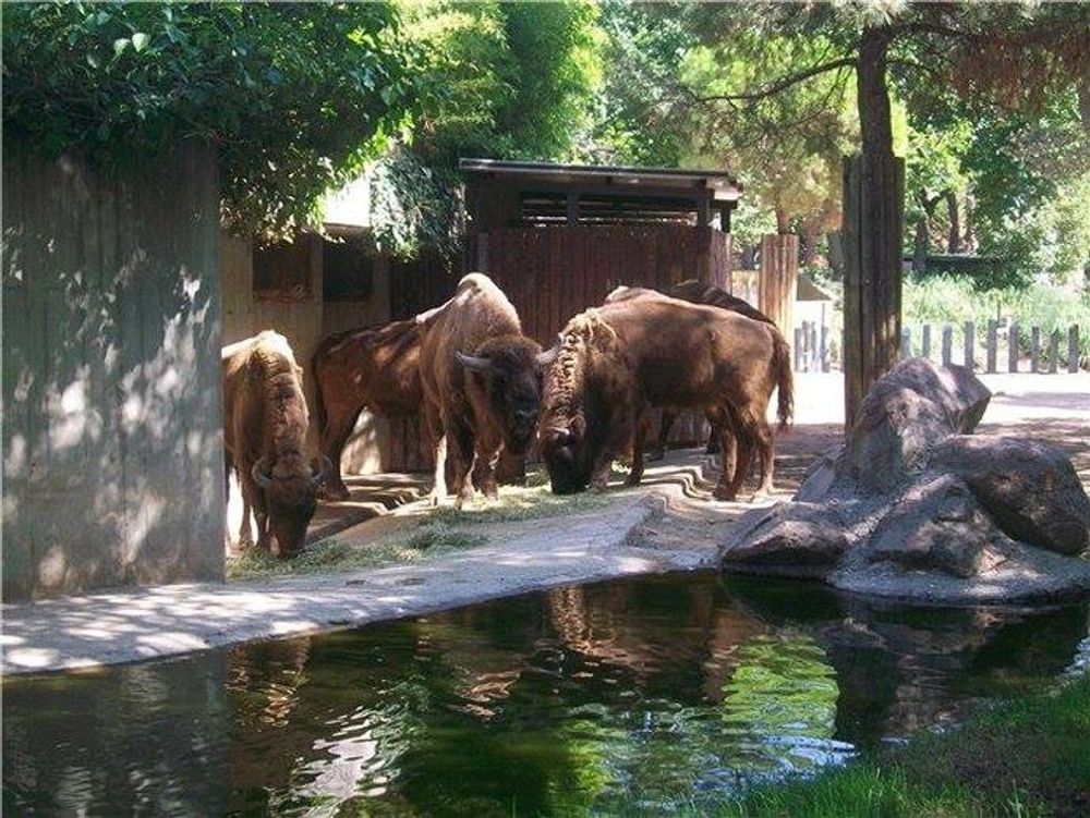 zoo 2010