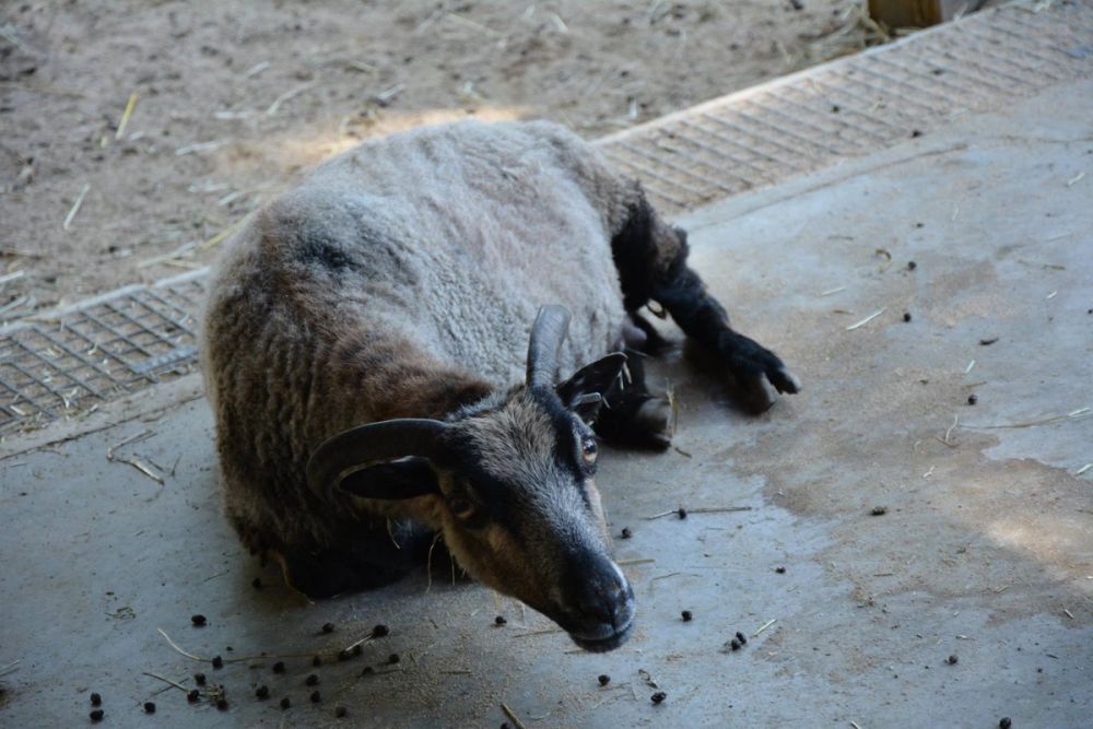 zoo 07-07-2018
