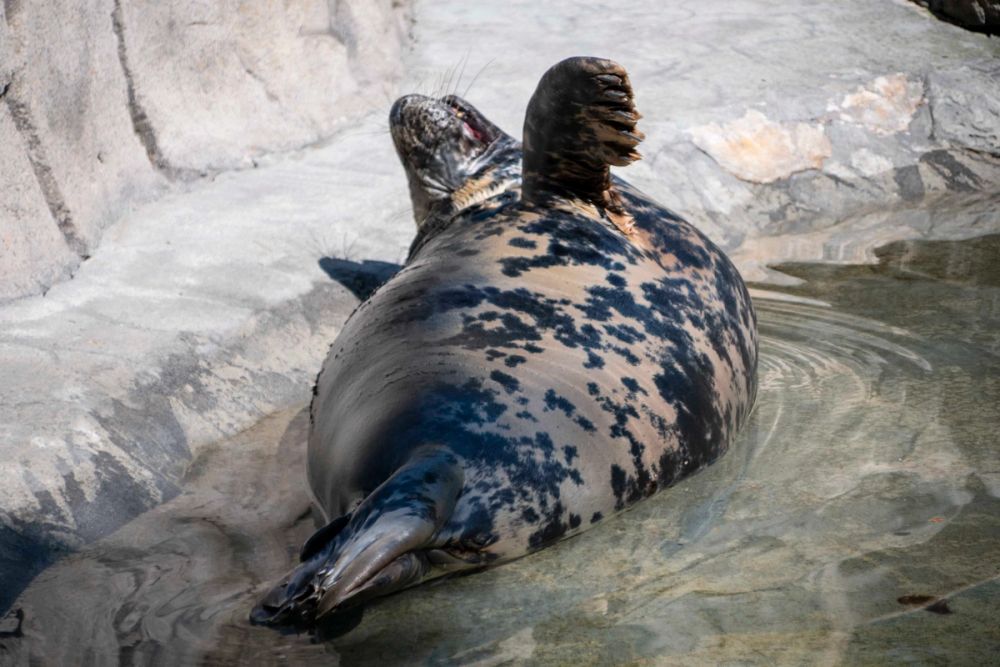 Zoo 29-07-2026