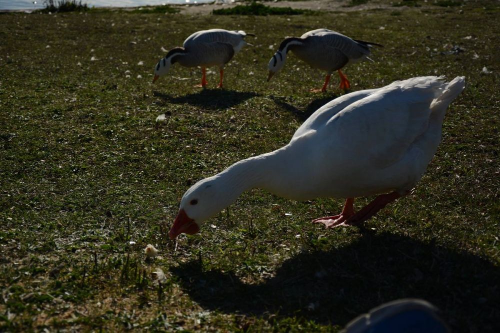 Ocas, patos y carpas en parque polvoranca (Leganes) 18-03-2017