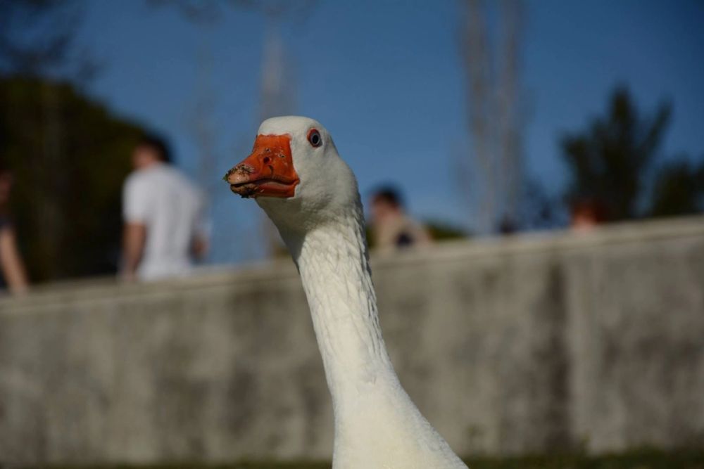 Ocas, patos y carpas en parque polvoranca (Leganes) 18-03-2017