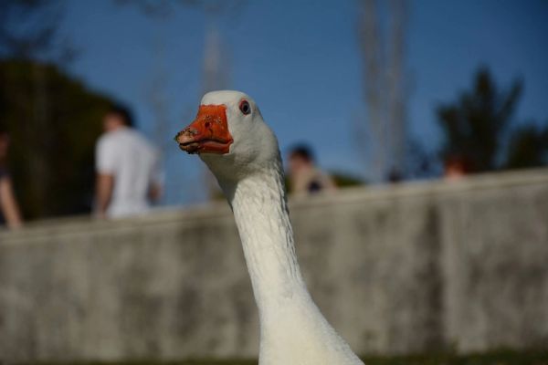 Ocas, patos y carpas en parque polvoranca (Leganes) 18-03-2017