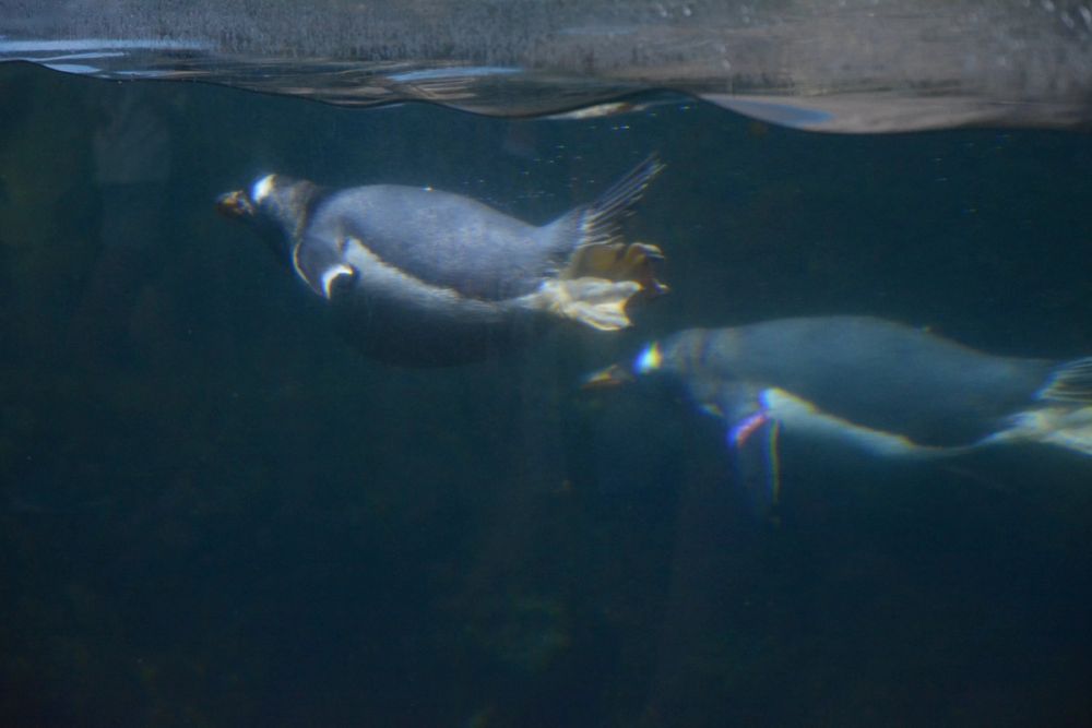 Oceanografic 2022