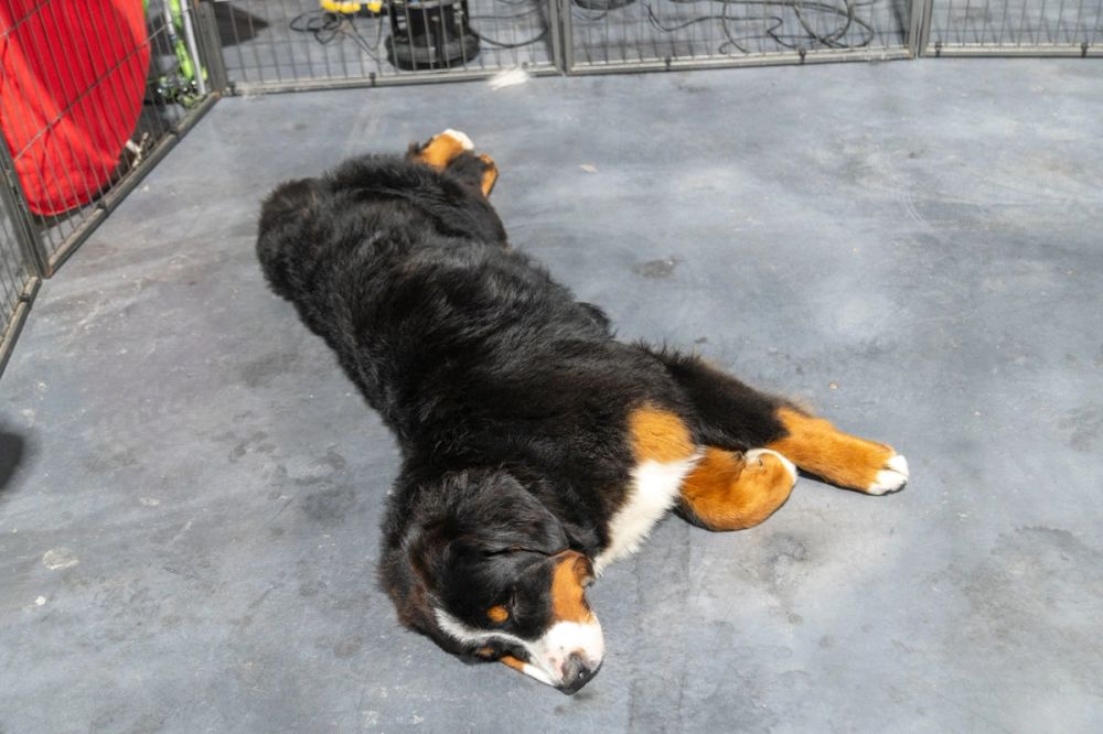Perretes de la Exposicion canina (ciudad real) 02-06-2024