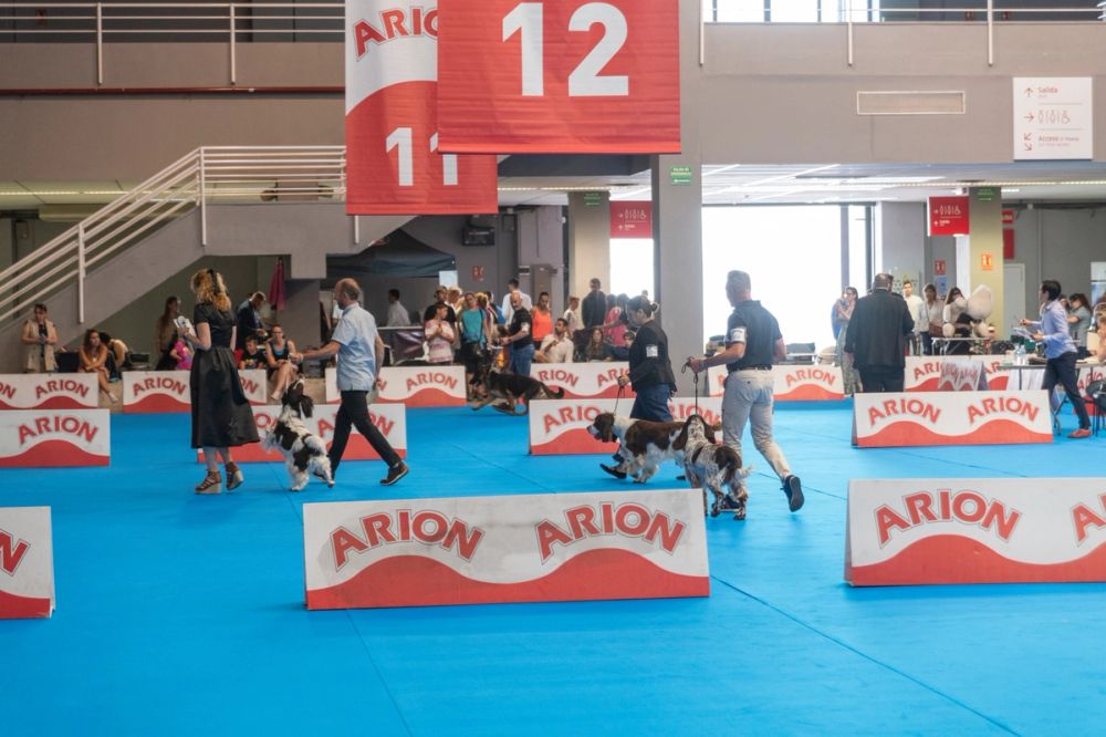 Exposicion canina (ciudad real) 01-06-2024