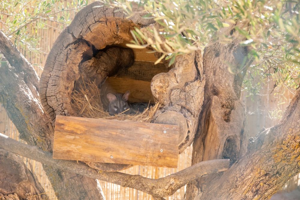 Zoo de Lillo 03-09-2022