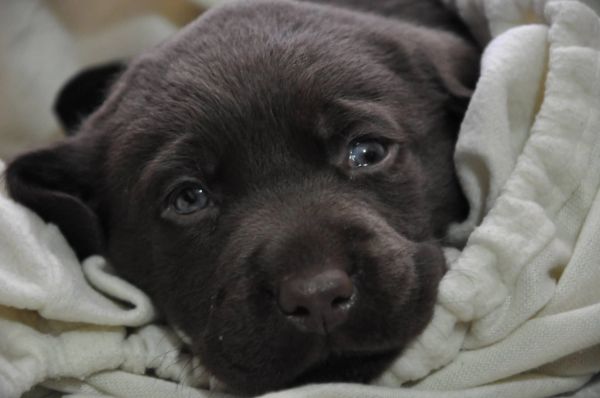 baby Conan