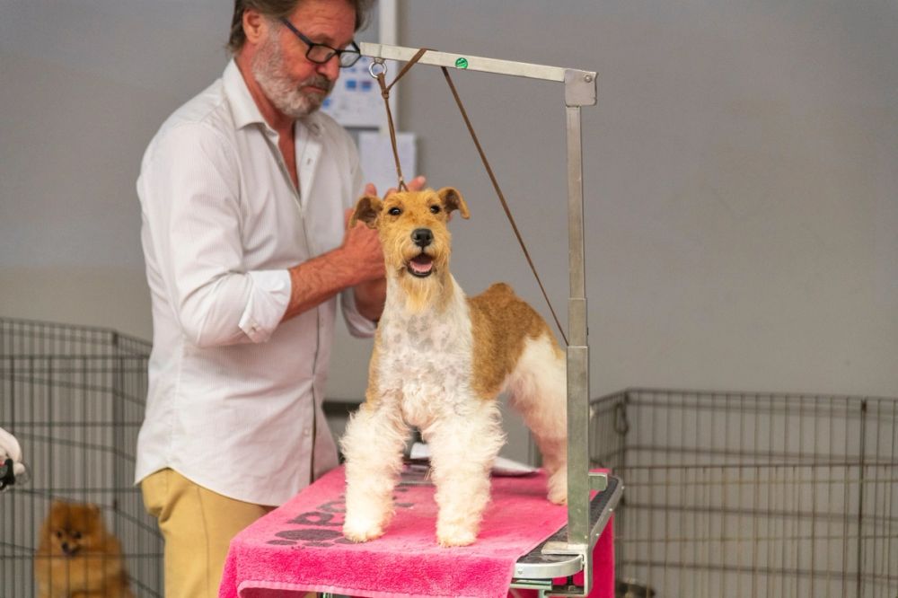 Perretes de la Exposicion canina (ciudad real) 02-06-2024