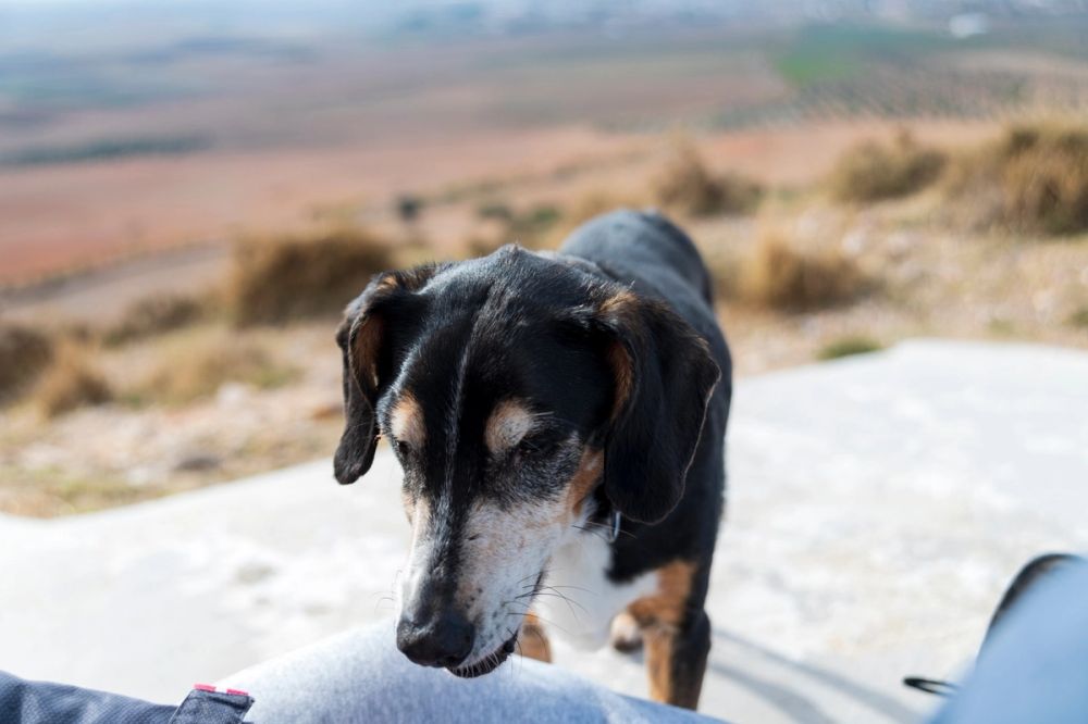 Suko