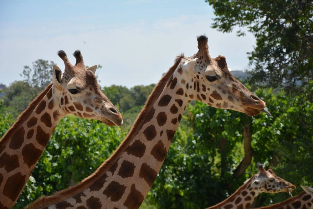 zoo 07-07-2018