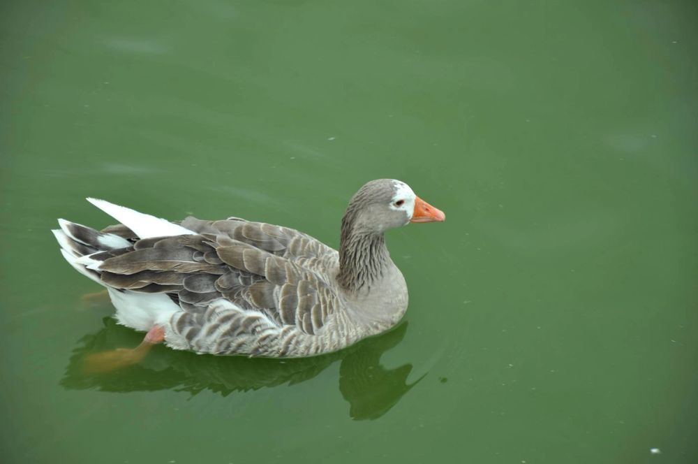 Ocas y patos en parque polvoranca (Leganes) 30-08-2014