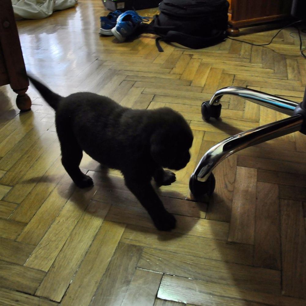 baby Conan