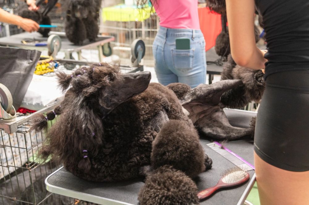 Perretes de la Exposicion canina (ciudad real) 01-06-2024
