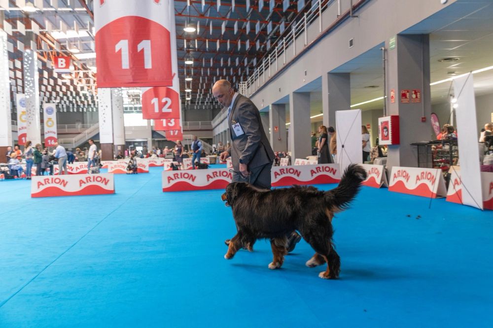 Exposicion canina (ciudad real) 01-06-2024