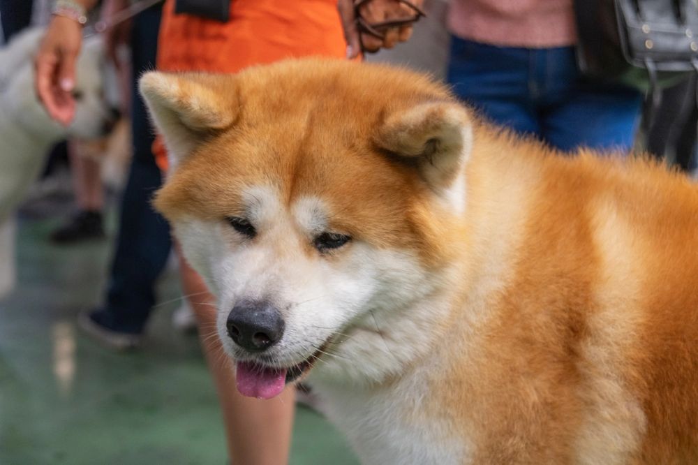 Perretes de la Exposicion canina (ciudad real) 02-06-2024