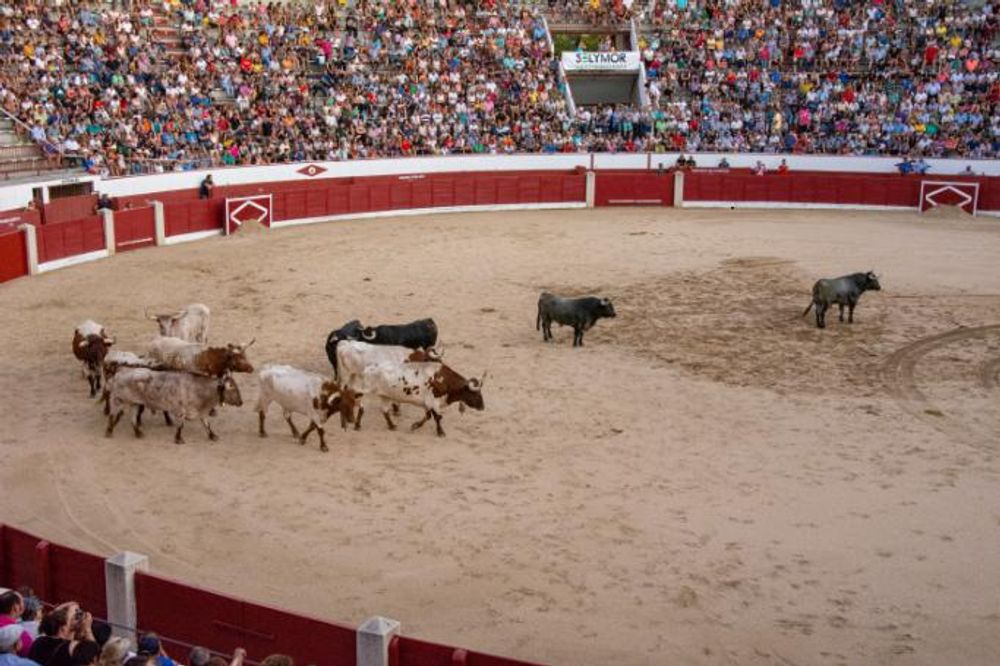 Toros en Colmenar Viejo 22-08-2019