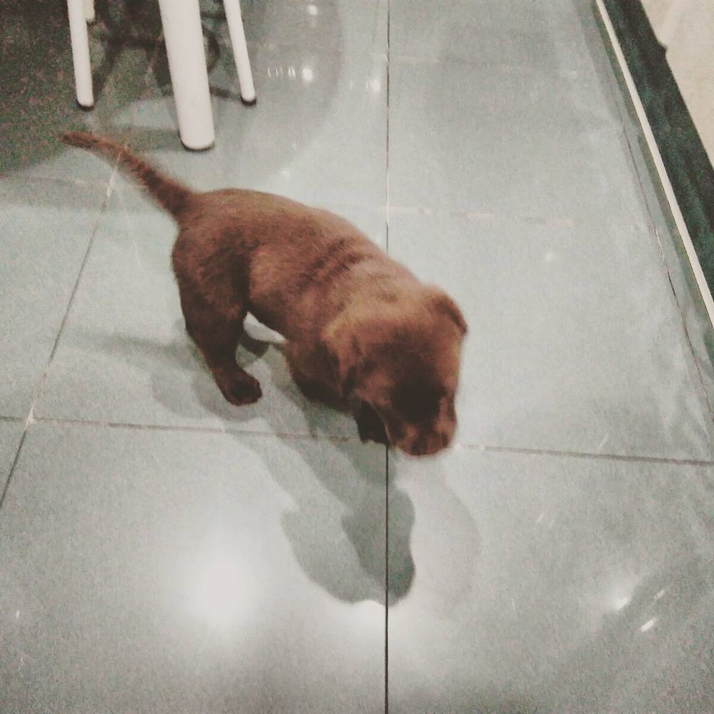 baby Conan