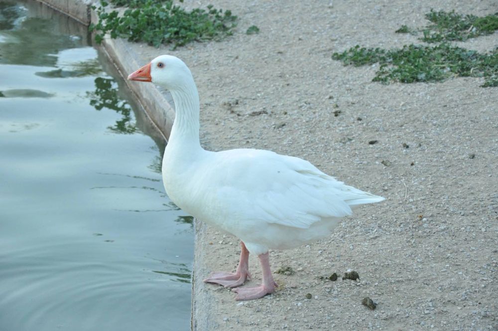 Ocas y patos en parque polvoranca (Leganes) 28-05-2015