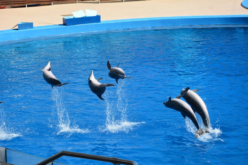 Oceanografic 2022