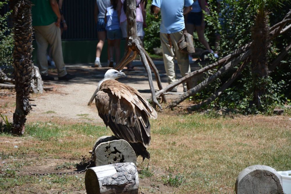 zoo 07-07-2018