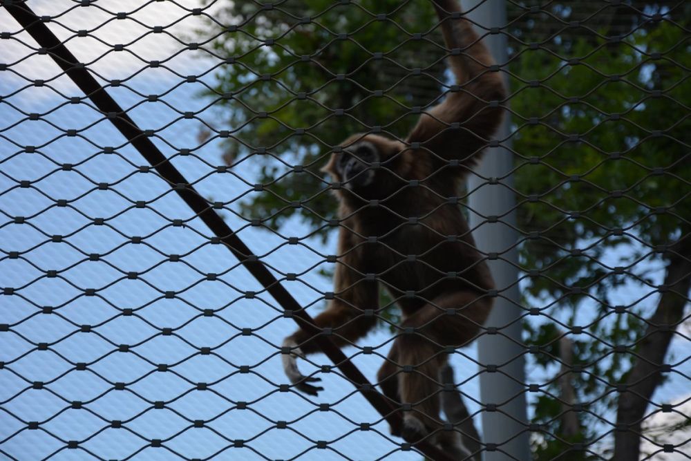 zoo 07-07-2018