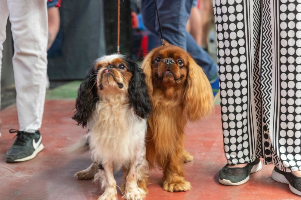 Perretes de la Exposicion canina (ciudad real) 02-06-2024