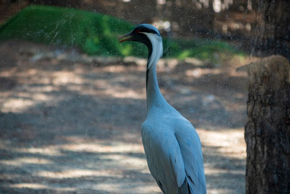 Faunia 03-08-2024