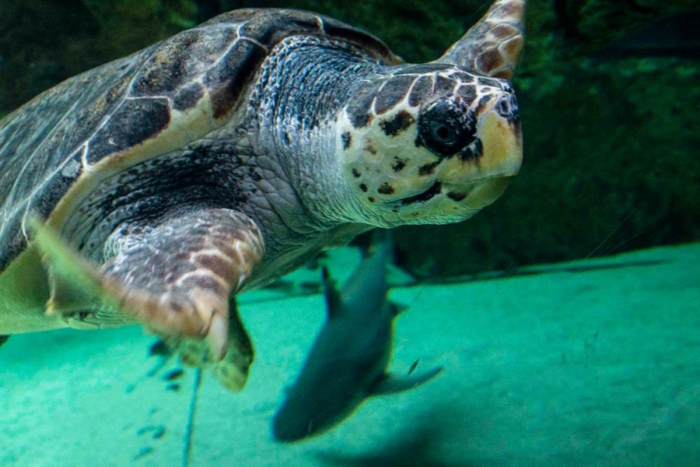 Zoo 29-07-2026