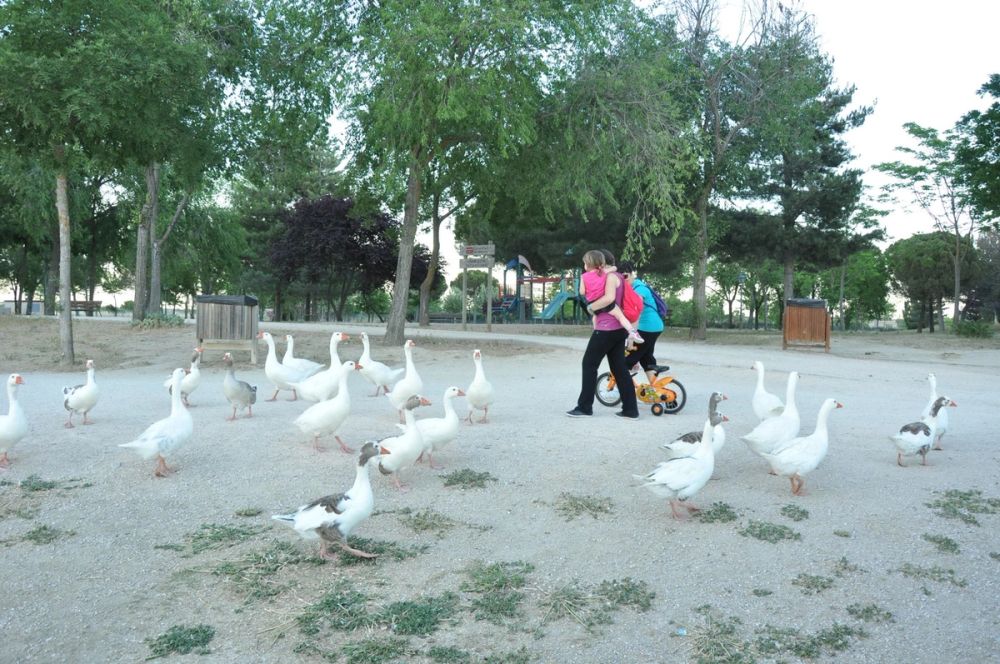 Ocas y patos en parque polvoranca (Leganes) 28-05-2015
