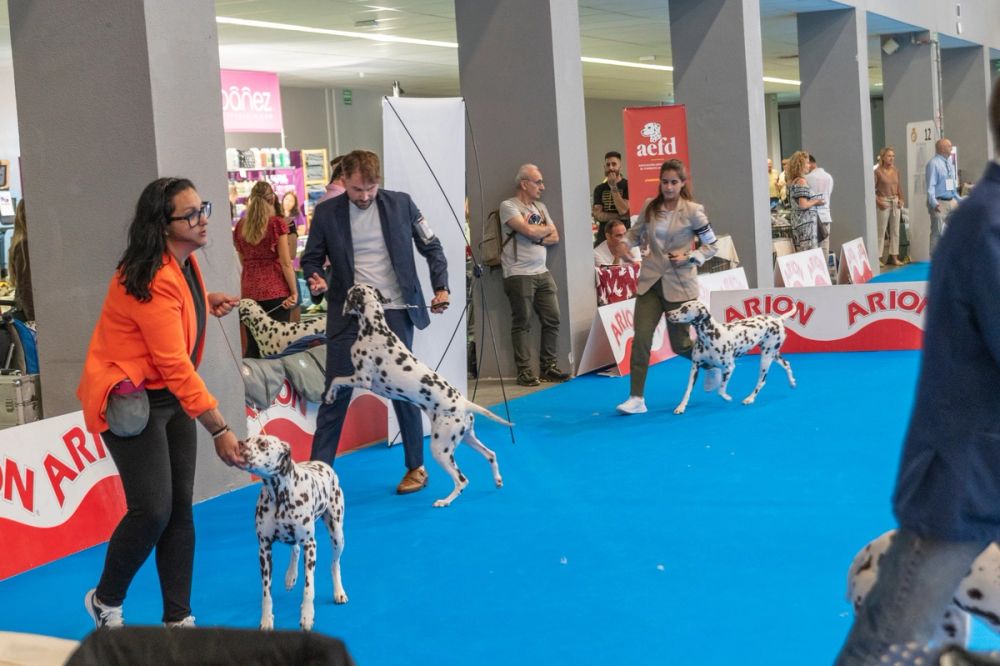 Exposicion canina (ciudad real) 01-06-2024