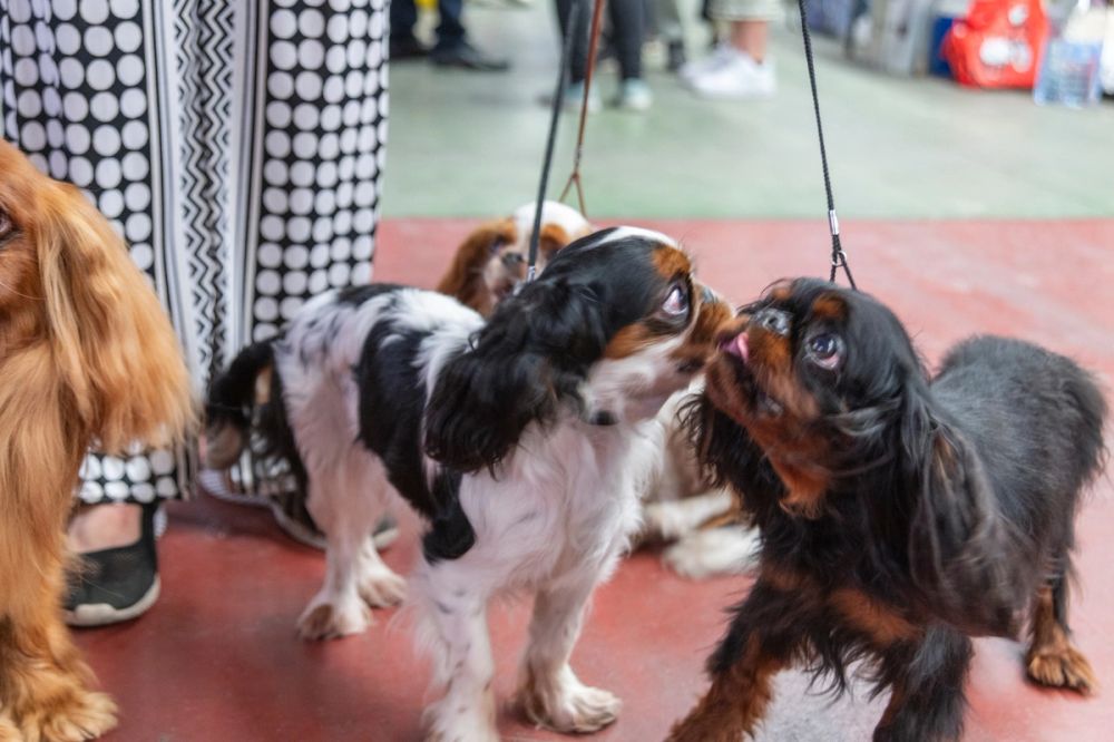 Perretes de la Exposicion canina (ciudad real) 02-06-2024
