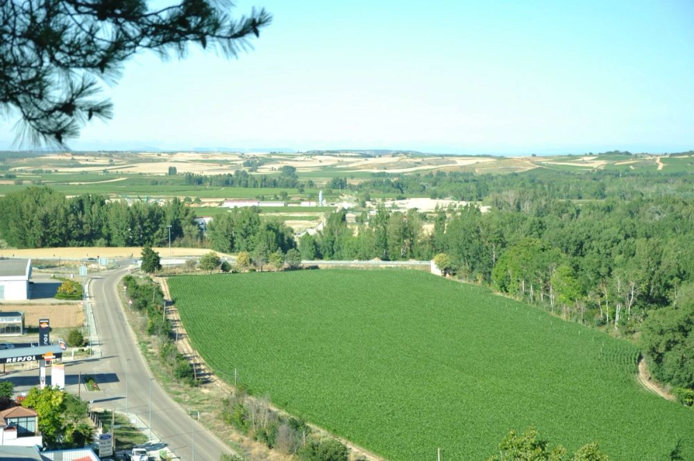 Roa del duero 2014