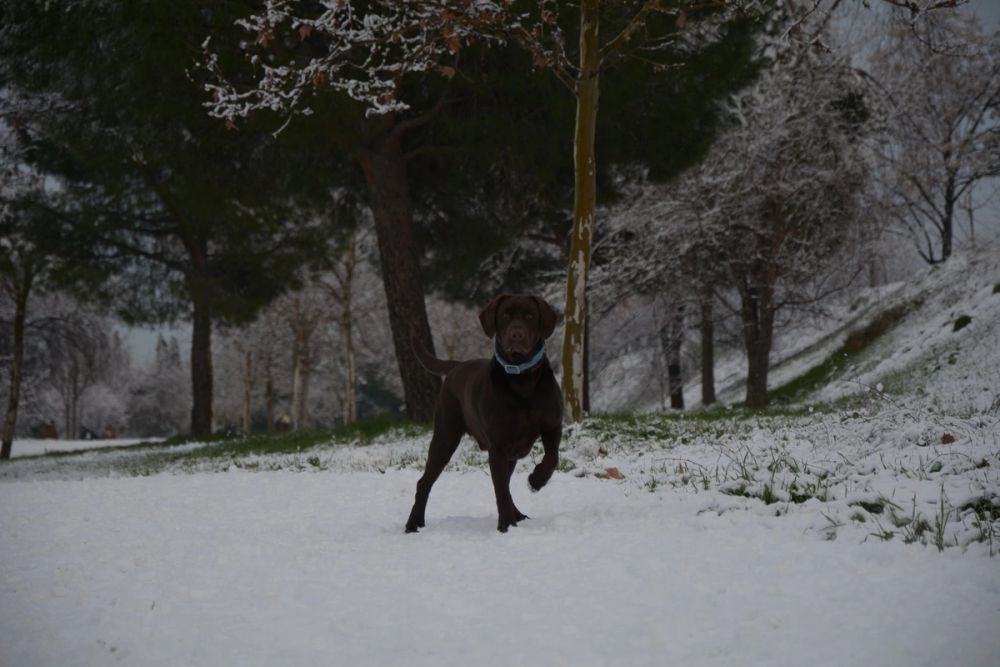 Choco