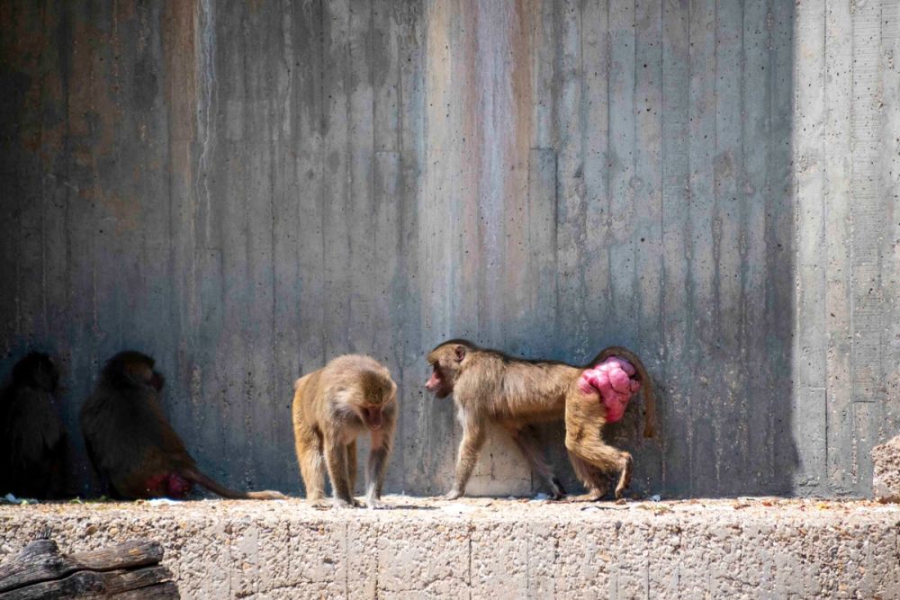 Zoo 29-07-2026
