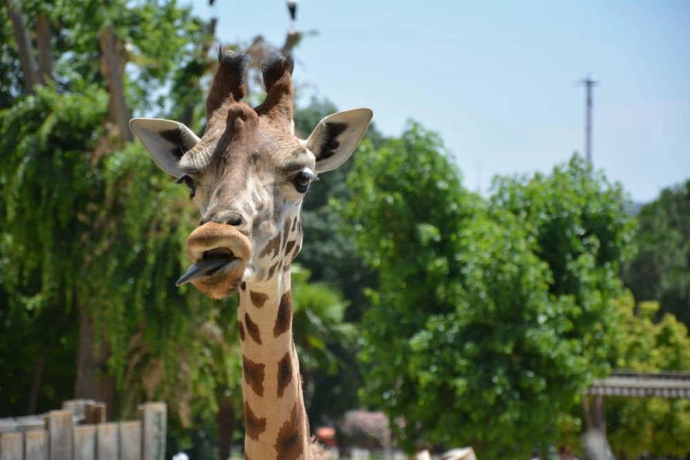 zoo 07-07-2018