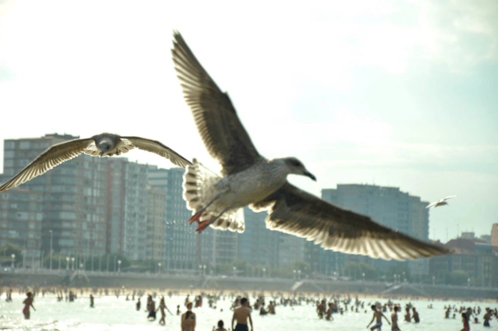 Gijon 2014