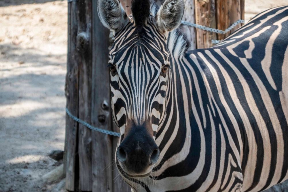 Zoo 29-07-2026