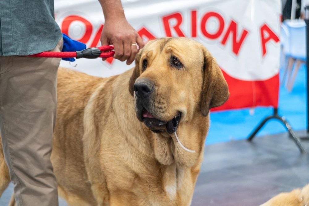 Perretes de la Exposicion canina (ciudad real) 02-06-2024