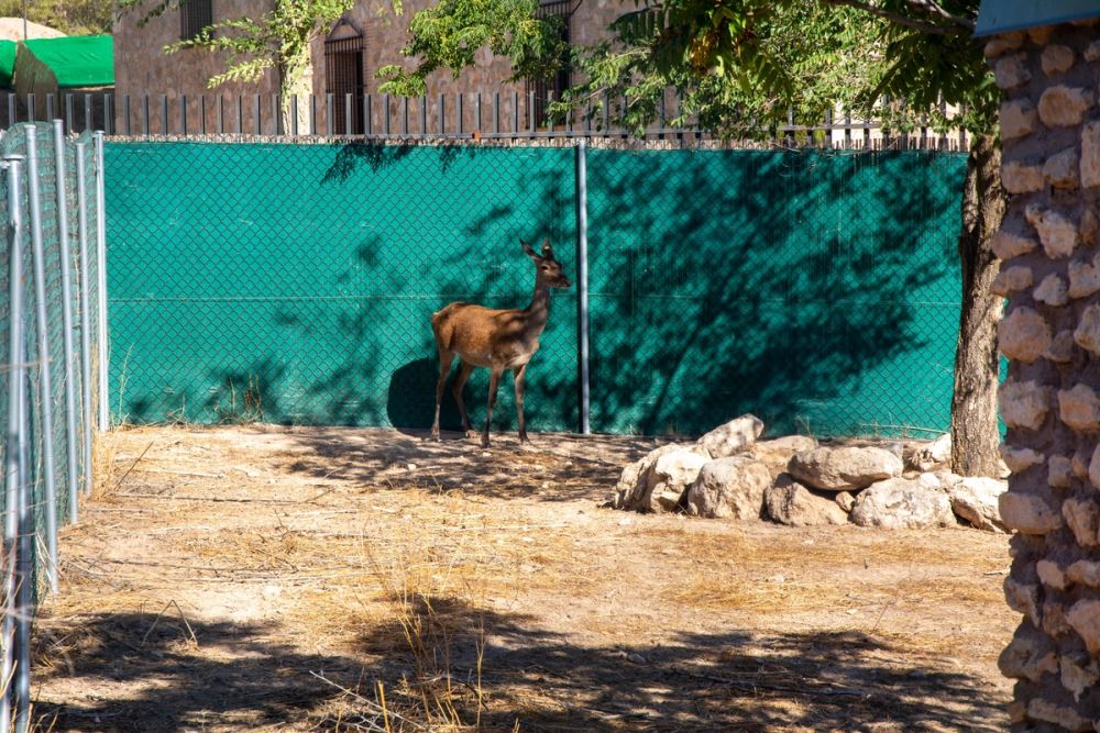 Zoo de Lillo 03-09-2022