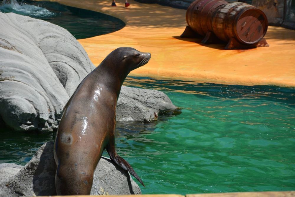 zoo 07-07-2018