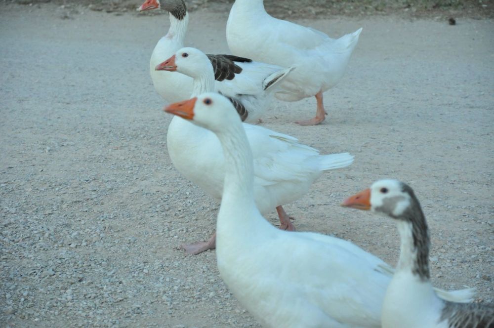 Ocas y patos en parque polvoranca (Leganes) 28-05-2015