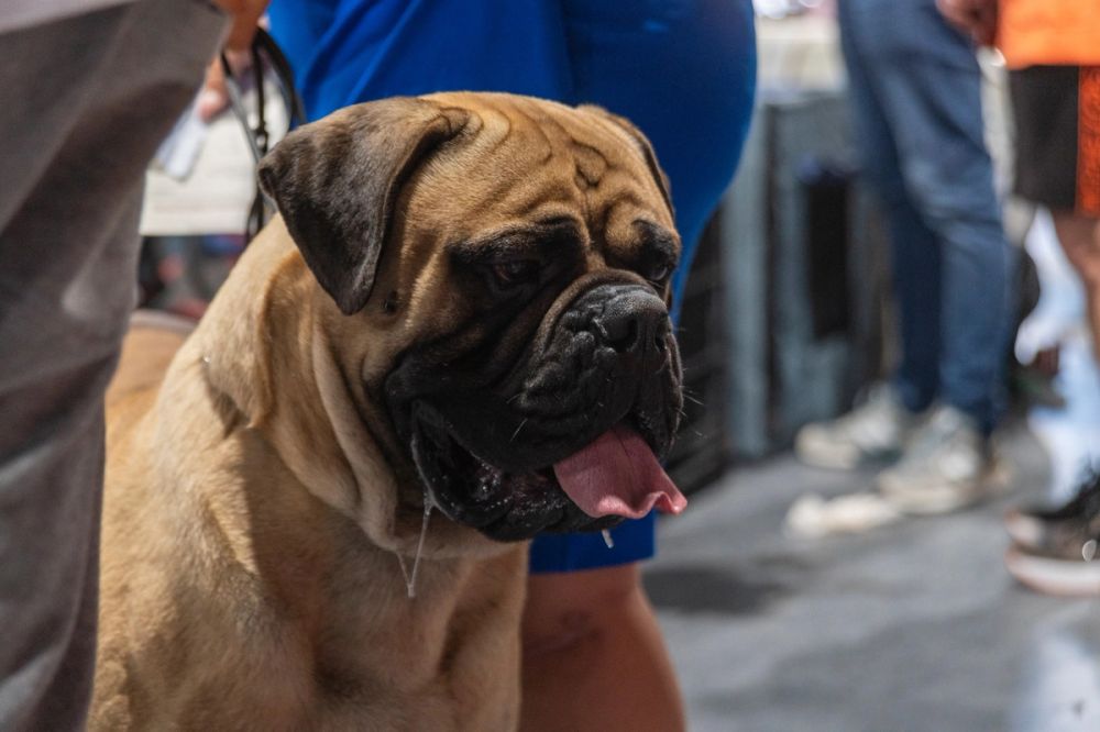Perretes de la Exposicion canina (ciudad real) 02-06-2024